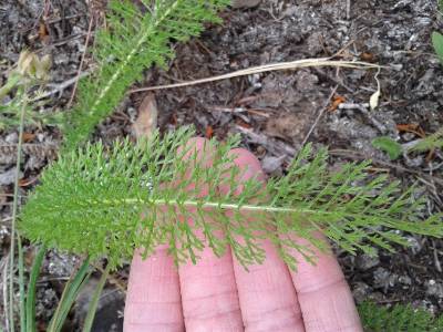 image showing the leaf of a noble yarrow