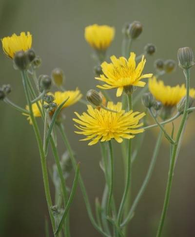 Image of the yellow flowers of the narrowleaf hawksbeard