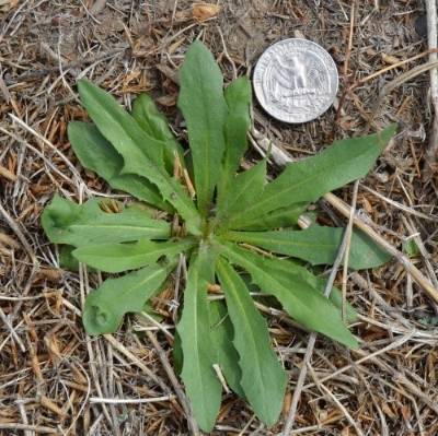 Image of the base of the narrowleaf hawksbeard