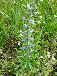 whole view of blueweed plant in flower