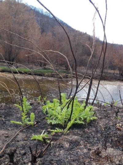 Green, leafy common tansy sprouting from bare, burned soil.