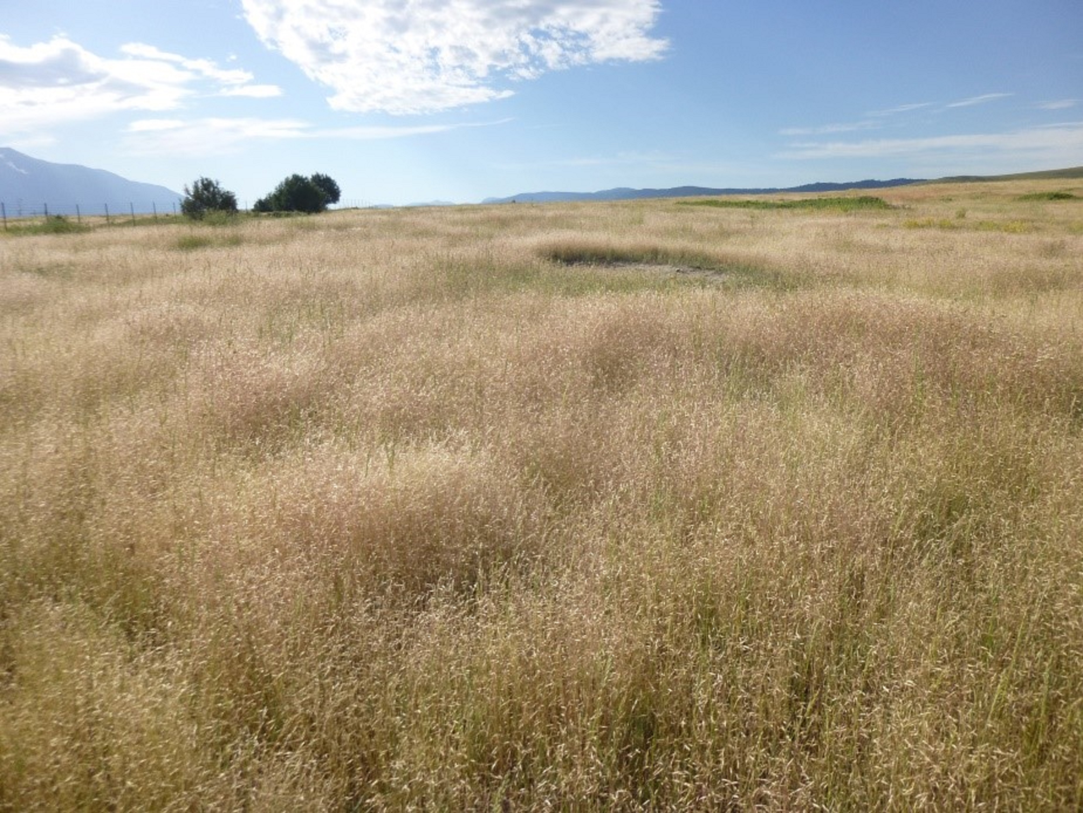 Ventenata, an exotic invasive grass, was one of the most common submissions to the Schutter Diagnostic Lab in 2018 (photo credit Stacy Davis).