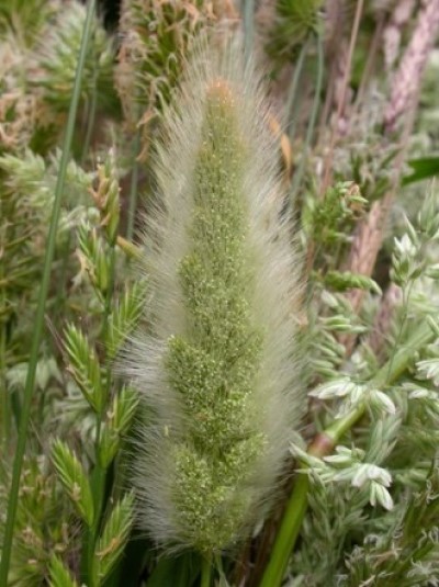 Figure 2: Close-up photo of a furry Rabbitsfoot awn