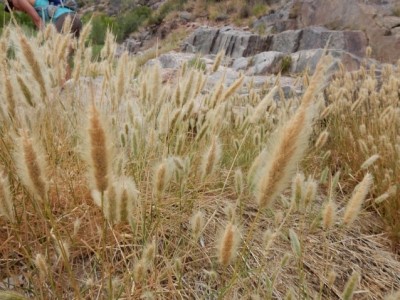 Figure 1: Photo of a large group of rabbitsfoot grass on a hillside