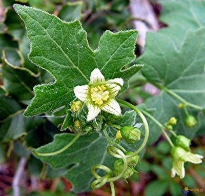 White bryony