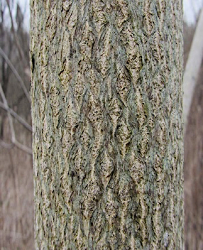 Figure 4: Photo of Ailanthus altissima bark, showing a pattern of grooves