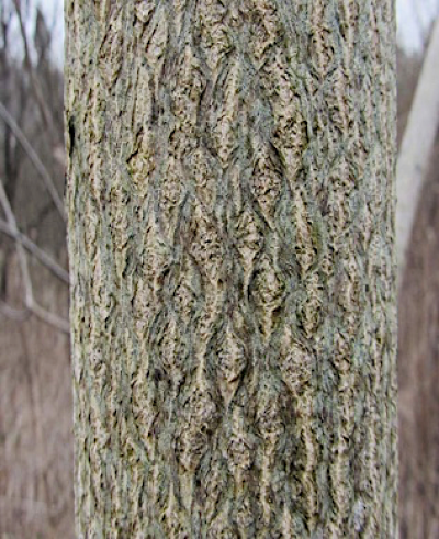 Figure 4 Figure 4: Photo of Ailanthus altissima bark, showing a pattern of grooves