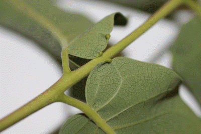 Figure 2 Figure 2: Close-up photo of the back of a bright green leaf and stem