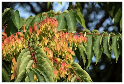 Figure 3: Photo of Ailanthus altissima branches with overlapping leaves