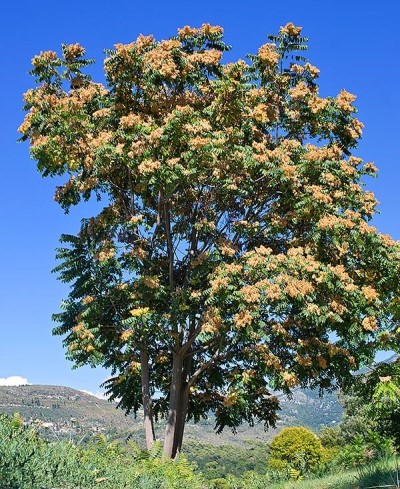 Figure 1: Photo of a large tree with a dense canopy