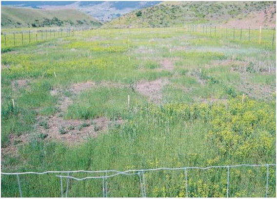 Figure 1 Figure 1: Photo of a field with patches of weeds and open ground