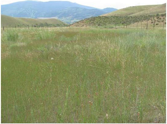 Figure 2: Same location as figure one, but covered in lush grasses