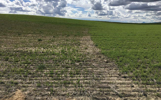 Figure 1 Figure 1: Crop field with sky. Field has distinct line between injured and healthy plants