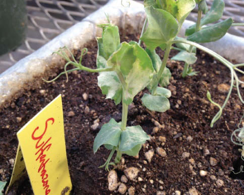 Figure 2 Figure 2: Two young pea plants growing in soil, one has leaves with yellow blotches