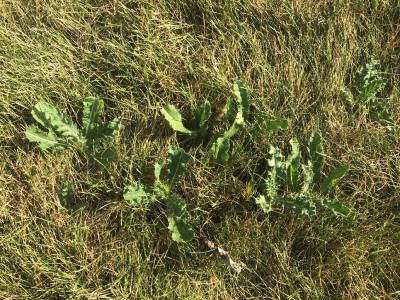 Brownish-green lawn with several green thistle rosette leaves