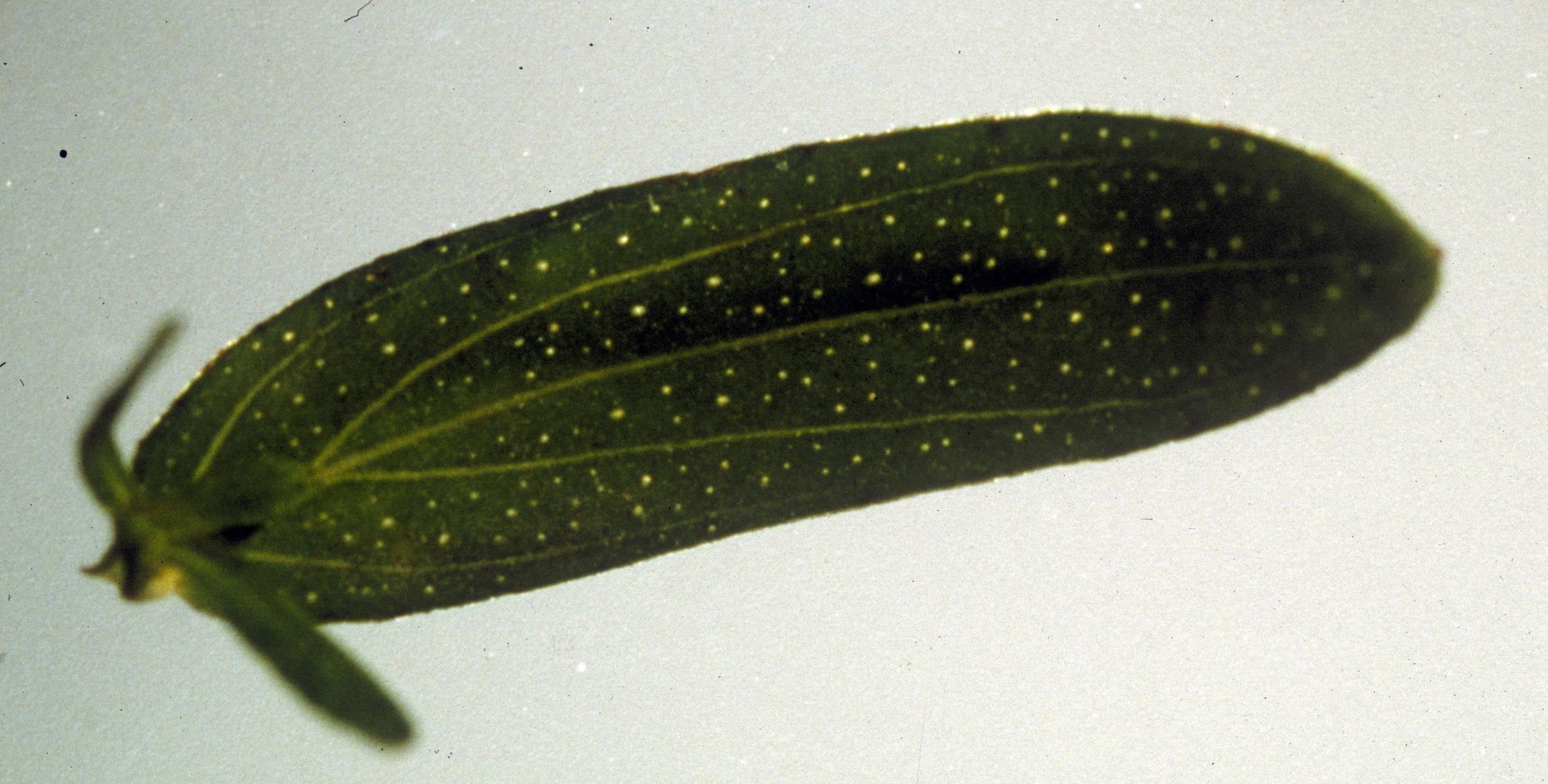 green leaf with white specks on entire surface