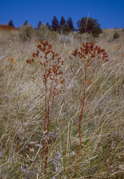 rust colored stems in front of brown grass with trees and blue sky in background