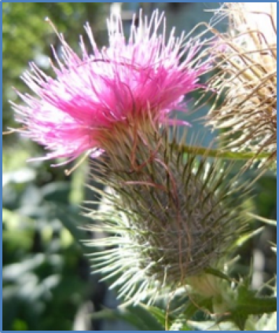 Outdoor photo of a Bull thistle flower