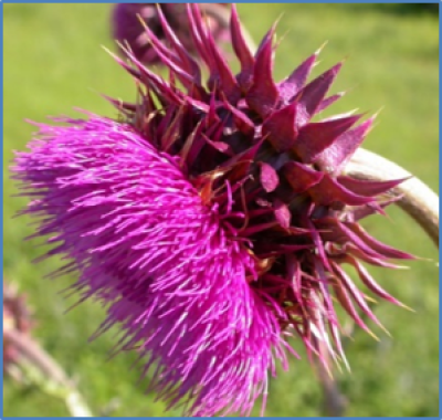 Outdoor photo of a Musk thistle flower