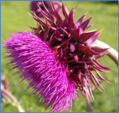 2020 Crossword Puzzles - MSU Extension Invasive Plants