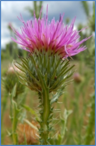 Outdoor photo of a Plumeless thistle flower
