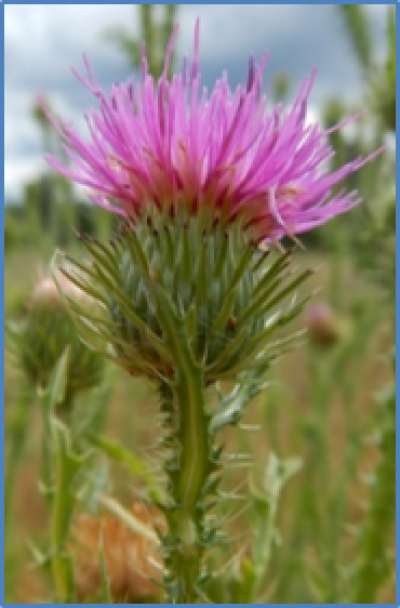 2020 Crossword Puzzles - MSU Extension Invasive Plants