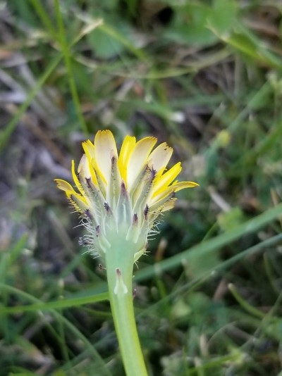 Photo of the underside of a cat's ear flower