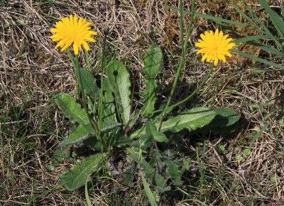 Photo of a hairy cat's ear plant growing amongst grass