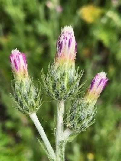 Three pink flowers with spiney bases clustered at end of plant stem