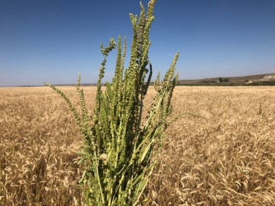 A large green plant with brown wheat field and blue sky in background.