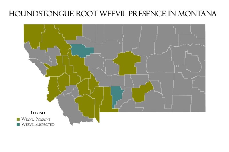 Map of Montana with counties outlined. The weevil has been found in 15 counties in the western half of Montana and is suspected to be present in two counties in central Montana.