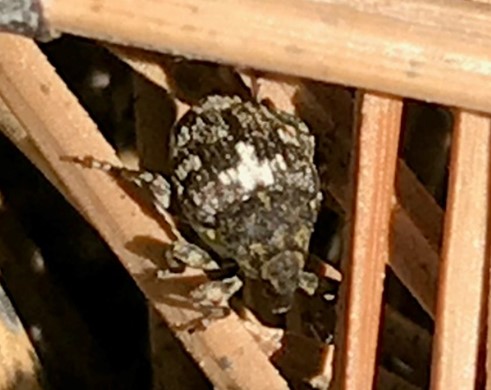 Brown insect with a white cross-shaped patch on its back. Insect is crawling through light brown litter on the ground.