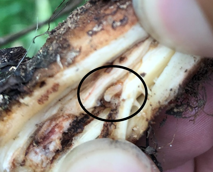 Thumb and finger pulling about root with small, white larva in middle of root.