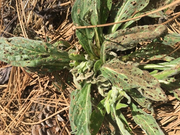 Green, spatula-shaped leaves with holes in them.