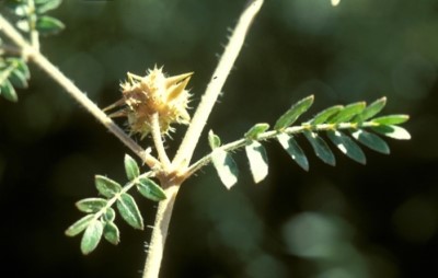 Light brown stem with spikey bur and two pinnately compound leaves.