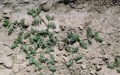 Viny plant growing along surface of light brown soil