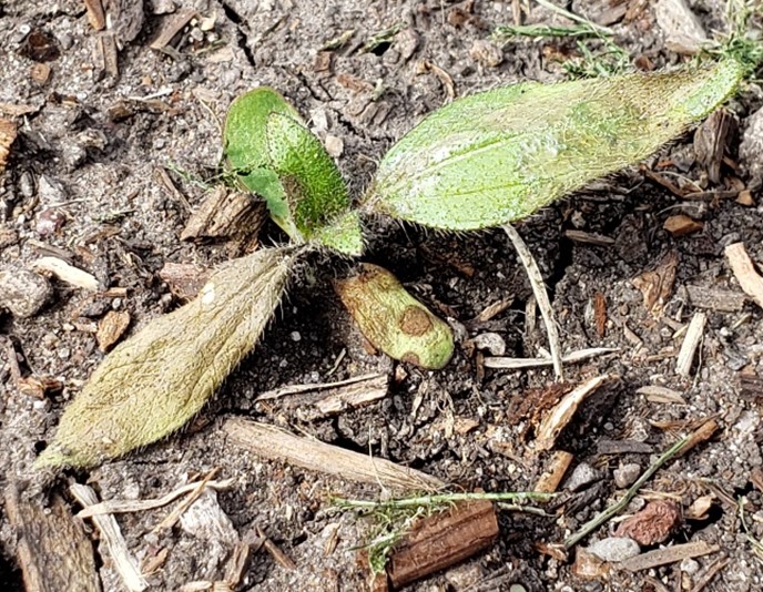 Plant seedling with some leaves turning brown and other leaves remaining green. Bare soil with some woody debris is in background.