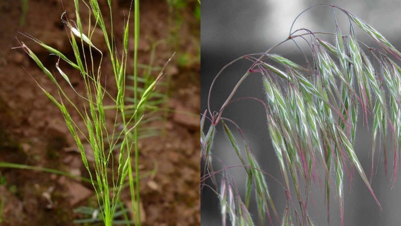 Flowering heads of ventenata and cheatgrass. Ventenata, on left, is light green while cheatgrass, on right, is grayish green with tinges of purple.