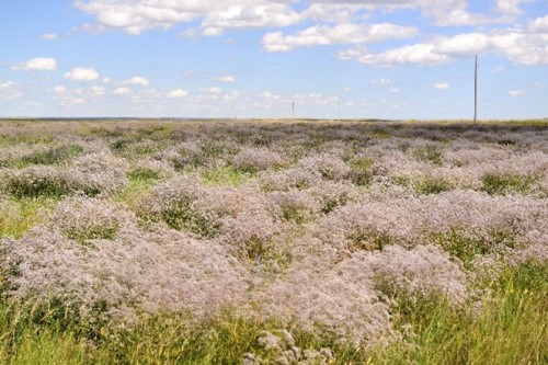 Field of white-flowered baby's breath plants with blue sky with clouds and utility poles in background.