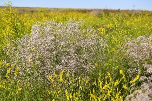 Baby's breath, Description, Species, & Facts