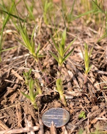 Green sprouts of young baby's breath emerging from brown soil. A penny in the foreground provides scale.