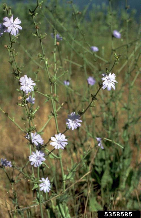 A picture containing plant with light blue flowers
