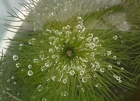 Thread-like green leaves with bubbles on them and a brown insect sitting in the middle