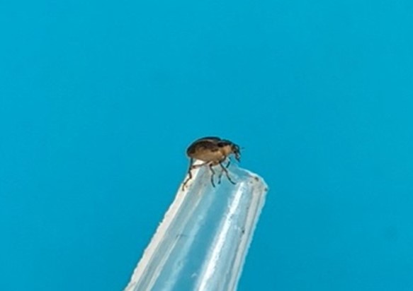 Brown insect sitting on tip of glass pipette with blue background