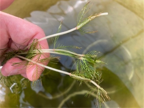 A hand holding white stems with green thread-like leaves and water in background