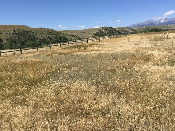 A picture of a field with grasses, including cheatgrass, fenceline and blue sky.