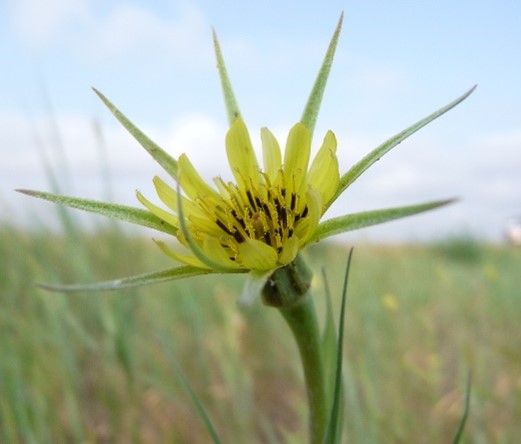 Close up of yellow flower with green spikelike bracts extending beyond end of flower petals. 