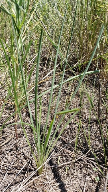 A close-up of western salsify rosette with long, linear leaves that look like blades of grass.