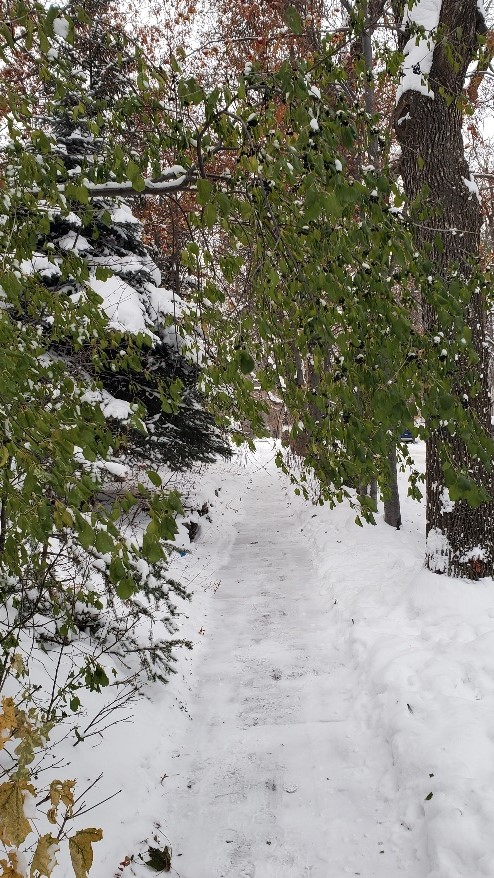 Green vegetation hanging over a snow-covered sidewalk.