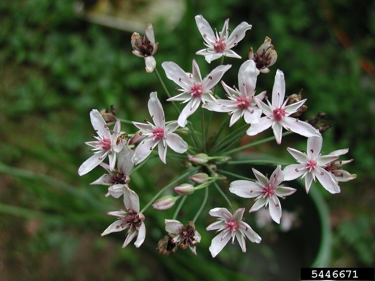 A cluster of pale pink flowers with bright pink centers